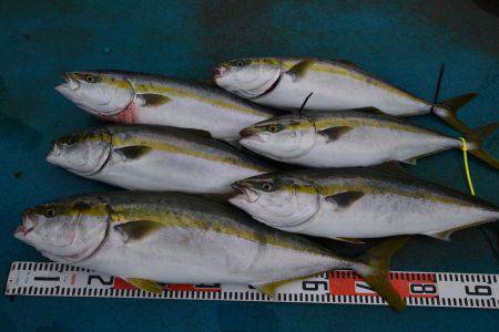 アジアマリンサービス 釣果