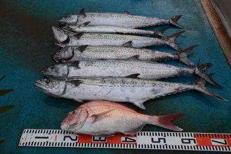 アジアマリンサービス 釣果