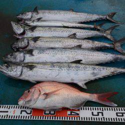 アジアマリンサービス 釣果