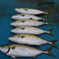 アジアマリンサービス 釣果