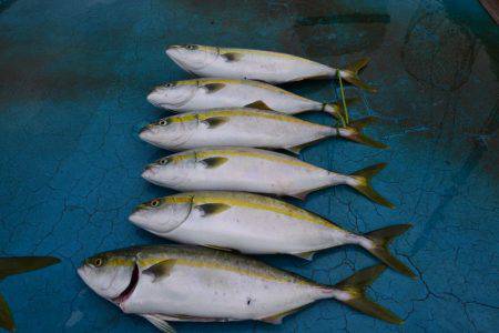 アジアマリンサービス 釣果