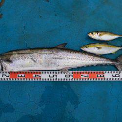 アジアマリンサービス 釣果