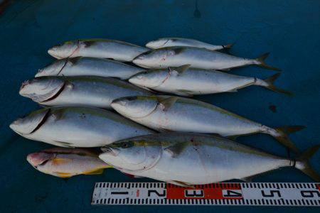 アジアマリンサービス 釣果