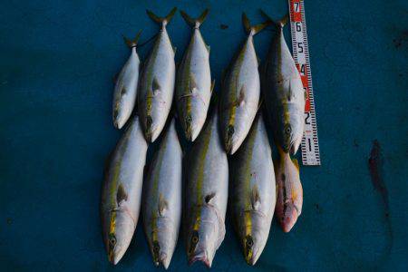 アジアマリンサービス 釣果