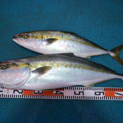 アジアマリンサービス 釣果