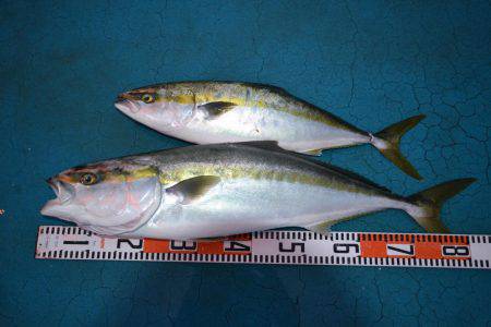 アジアマリンサービス 釣果