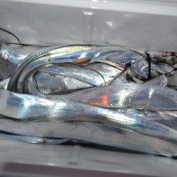 アジアマリンサービス 釣果