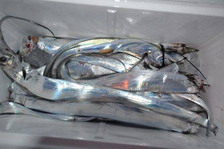 アジアマリンサービス 釣果