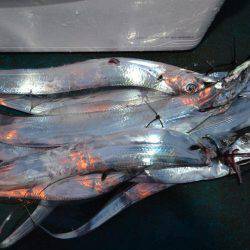 アジアマリンサービス 釣果