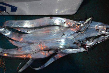 アジアマリンサービス 釣果