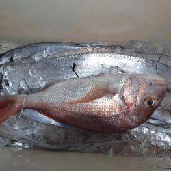 アジアマリンサービス 釣果