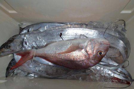 アジアマリンサービス 釣果