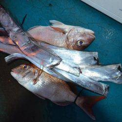アジアマリンサービス 釣果