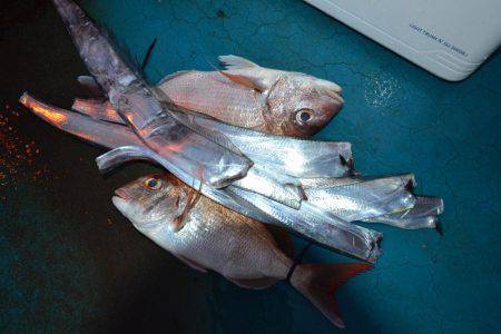 アジアマリンサービス 釣果
