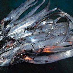 アジアマリンサービス 釣果