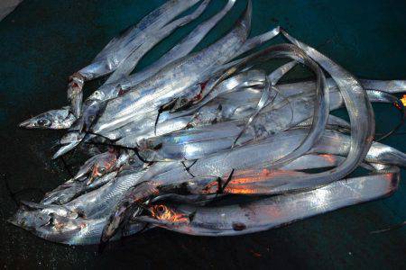 アジアマリンサービス 釣果