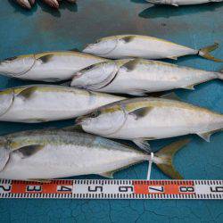 アジアマリンサービス 釣果