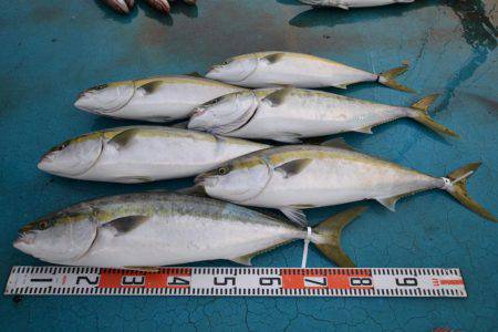 アジアマリンサービス 釣果