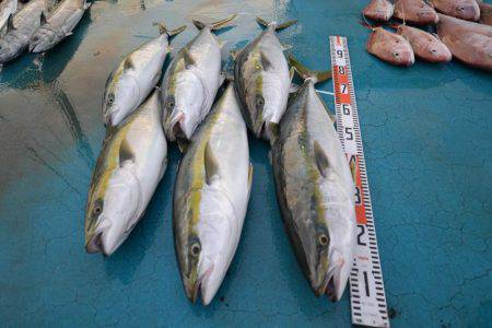 アジアマリンサービス 釣果