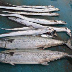 アジアマリンサービス 釣果