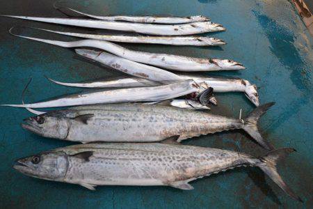 アジアマリンサービス 釣果