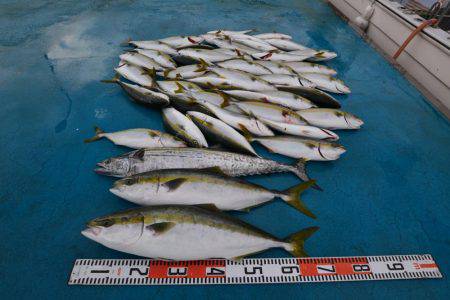 アジアマリンサービス 釣果