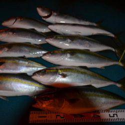 アジアマリンサービス 釣果