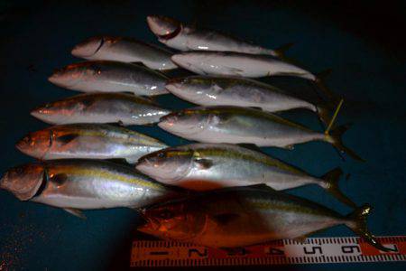 アジアマリンサービス 釣果