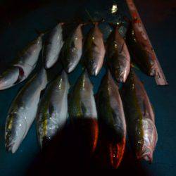 アジアマリンサービス 釣果