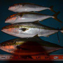 アジアマリンサービス 釣果