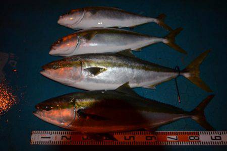 アジアマリンサービス 釣果