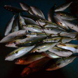 アジアマリンサービス 釣果