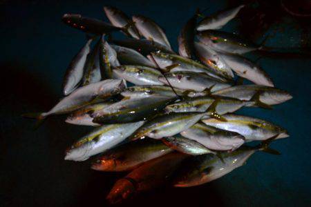 アジアマリンサービス 釣果