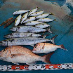 アジアマリンサービス 釣果