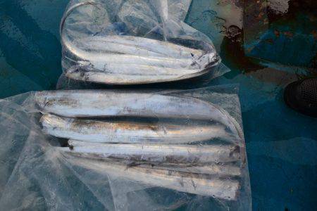 アジアマリンサービス 釣果