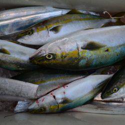 アジアマリンサービス 釣果