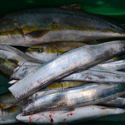 アジアマリンサービス 釣果