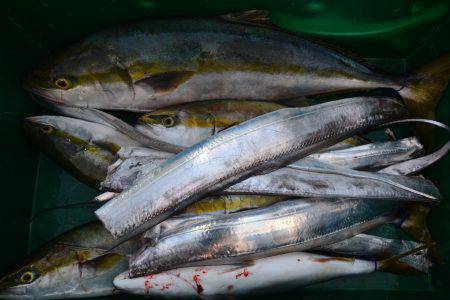 アジアマリンサービス 釣果