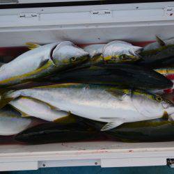 アジアマリンサービス 釣果