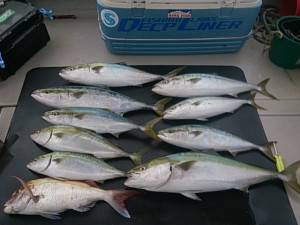 武士(SAMURAI) 釣果