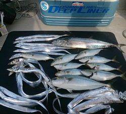 武士(SAMURAI) 釣果