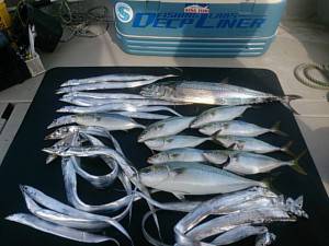 武士(SAMURAI) 釣果