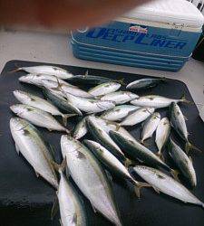 武士(SAMURAI) 釣果