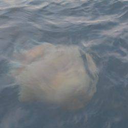 ハピネスⅡ 釣果