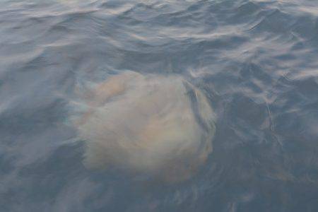 ハピネスⅡ 釣果