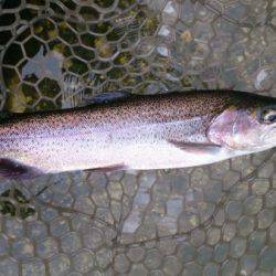 フィッシングエリア帝釈 釣果