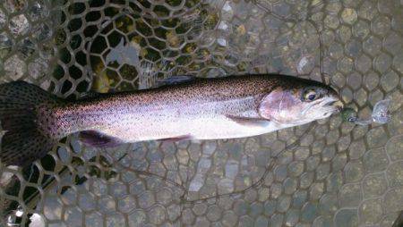 フィッシングエリア帝釈 釣果