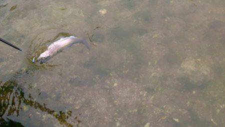 フィッシングエリア帝釈 釣果