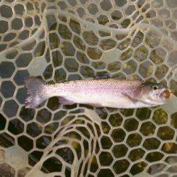 フィッシングエリア帝釈 釣果