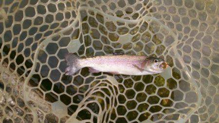 フィッシングエリア帝釈 釣果